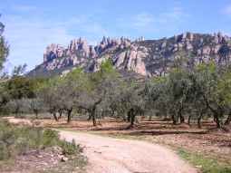 En el camino a la Vinya Nova pasamos entre campos de olivos.