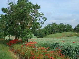 El Solsons en todo su esplendor en la Primavra 2006